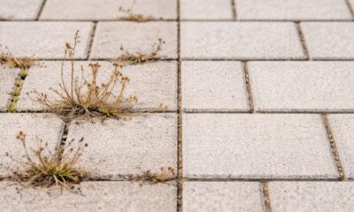 Como acabar com mato indesejado usando um mata mato caseiro sem veneno que seca rápido e é fácil de aplicar