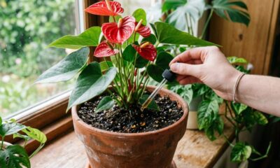Como fazer antúrio florescer usando limão e o que muda no desenvolvimento da planta