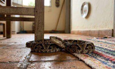 As 3 plantas mais eficazes para manter cobras bem longe de casa