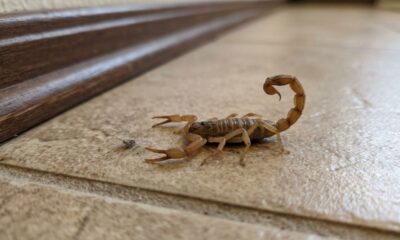 As quatro plantas que ajudam a afastar escorpiões da sua casa