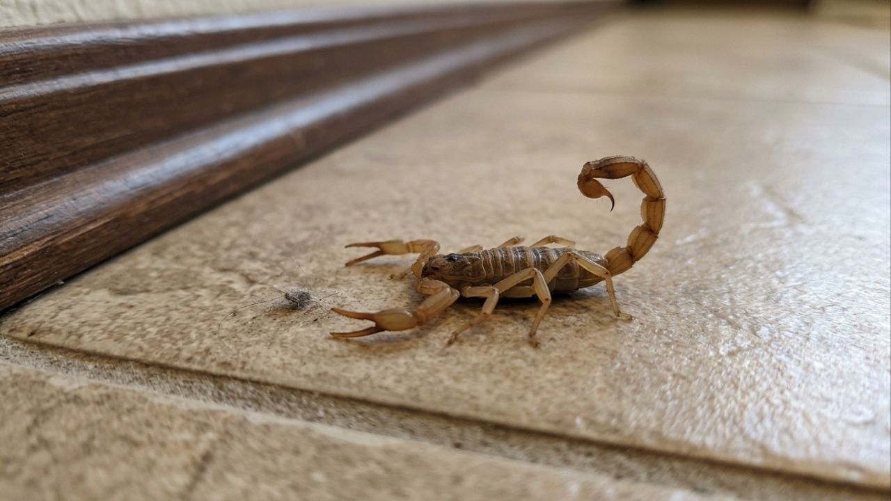 As quatro plantas que ajudam a afastar escorpiões da sua casa