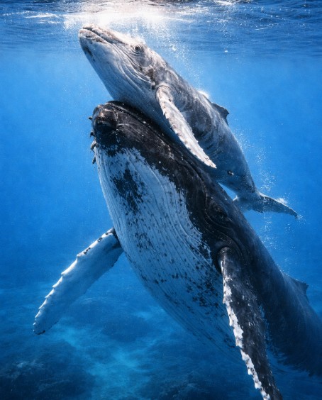 Cientistas testemunham raro momento de uma família de baleias reunidas para ajudar a mãe a parir