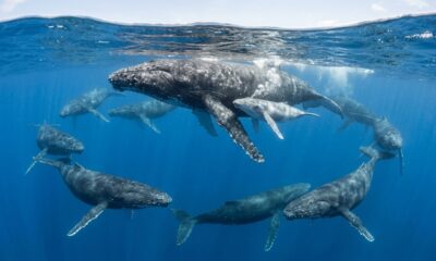 Família de baleias surpreende cientistas ao ajudar mãe no nascimento do filhote