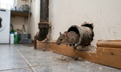 Basta uma folha para se livrar de ratos e camundongos de vez