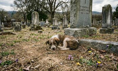 Cachorrinha abandonada passa dias em cemitério esperando ajuda