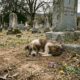 Cachorrinha abandonada passa dias em cemitério esperando ajuda