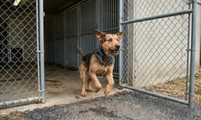 Cachorro foge do abrigo em busca de uma nova família