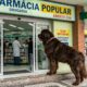 Cachorro gigante vai à farmácia todos os dias e encanta moradores