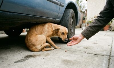 Cadela trêmula vive escondida até ser resgatada com cuidado