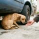 Cadela trêmula vive escondida até ser resgatada com cuidado