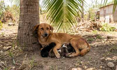 Mãe protege filhotes recém-nascidos sob palmeira e chama atenção pelo cuidado