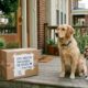 Entregador se despede de cachorros favoritos e deixa surpresa emocionante