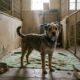Cão abandonado muda de vida após anos vivendo em abrigo