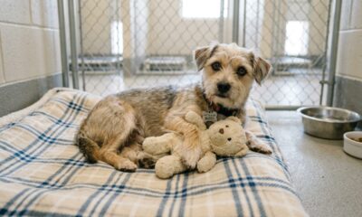 Cãozinho abandonado se agarra a pelúcias enquanto espera adoção