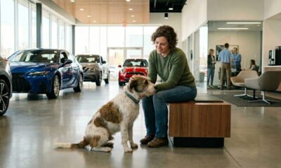 Cão de rua acompanha clientes em concessionária esperando adoção