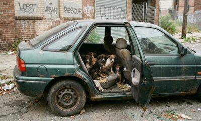 Equipes de resgate encontram 9 filhotes super magros em carro abandonado