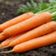 Como fazer a cenoura brotar mais rápido e crescer bonita sem complicar sua horta