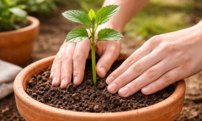 Como fazer mudas de limão e laranja rapidinho e sem gastar nada com um método simples