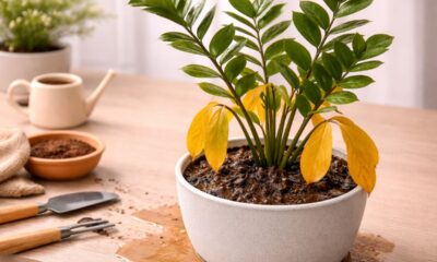 Como cuidar da zamioculca sem cometer o erro que pode estar prejudicando sua planta agora