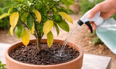 Como recuperar a planta quase morta com um ajuste simples que pode mudar tudo em poucos dias