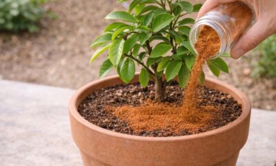 Colocar canela na planta vira alternativa prática e resultado pode ser percebido nos dias seguintes