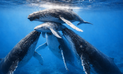 Cientistas testemunham raro momento de uma família de baleias reunidas para ajudar a mãe a parir