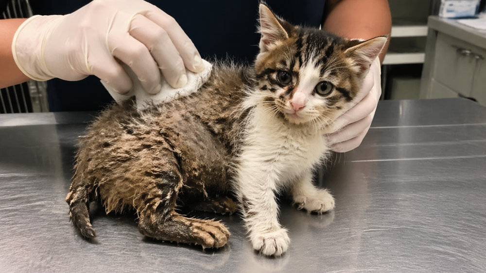 Socorristas se emocionam ao ver a transformação de gatinho coberto de cola