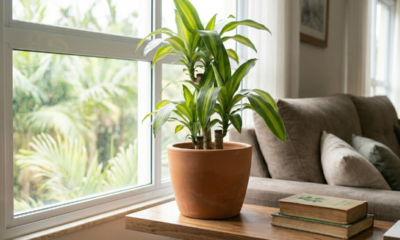 Dracena é o planta de interior fácil que transforma a casa em um refúgio verde sem esforço