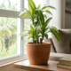 Dracena é o planta de interior fácil que transforma a casa em um refúgio verde sem esforço