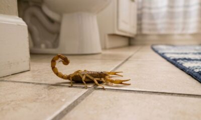 Escorpiões no banheiro: 3 cuidados essenciais para prevenir acidentes