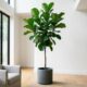 O impacto do ficus lyrata na decoração da sala impressiona e pode transformar completamente o ambiente