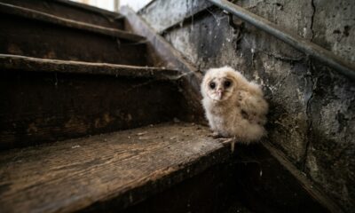 Filhote de coruja surpreende homem ao parecer uma bola de algodão na escada