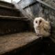 Filhote de coruja surpreende homem ao parecer uma bola de algodão na escada