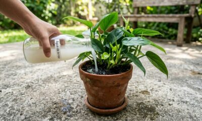 Como usar água de arroz nas plantas do jeito certo e fazer elas crescerem mais rápido em poucos dias