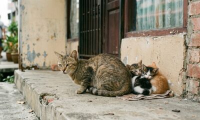 Funcionários se emocionam com atitude de gatos de rua para proteger filhotes