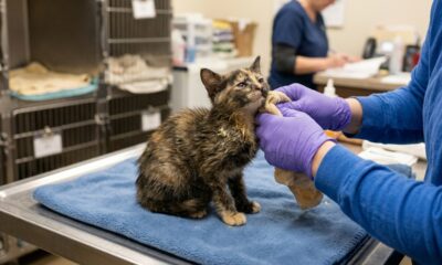 Socorristas se emocionam ao ver a transformação de gatinho coberto de cola
