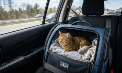 Tudo o que você precisa saber para viajar com seu gato com segurança