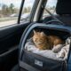 Tudo o que você precisa saber para viajar com seu gato com segurança