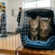 Irmãos felinos inseparáveis buscam adoção conjunta
