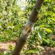 Como enxertar frutíferas de um jeito simples e fácil e aumentar a produção no seu pomar