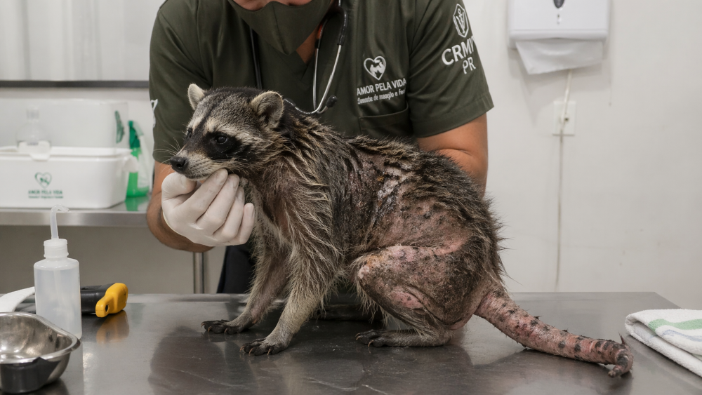 Socorrista resgata “gambá” debilitado e faz descoberta inesperada