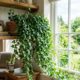 Como cuidar de hera inglesa dentro de casa e manter a planta sempre verde e saudável