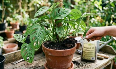 Adubo húmus de minhoca pode transformar o crescimento das plantas quando usado do jeito certo