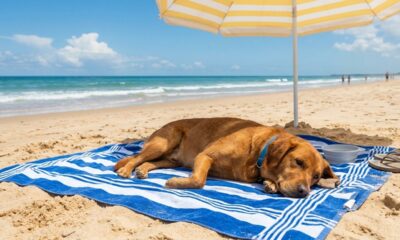 Como garantir o conforto do seu cachorro durante um dia de praia?