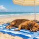 Como garantir o conforto do seu cachorro durante um dia de praia?