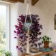 Como cuidar do lambari roxo e manter a planta pendente sempre bonita na decoração