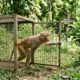 Macaca ameaçada passa anos presa e tem reação emocionante ao ganhar liberdade