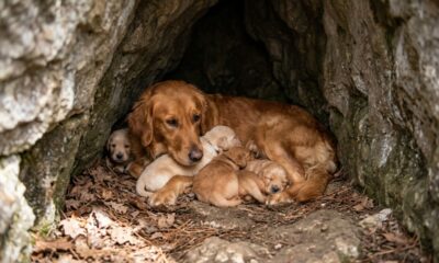 Socorrista salva mãe e filhotes em caverna após ouvir gritos