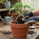 O jeito certo de plantar em vaso e evitar que a planta morra logo nos primeiros dias