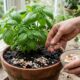 Como usar casca de ovo no solo do jeito certo e deixar a planta mais forte sem erro